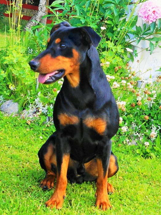 Pinscher